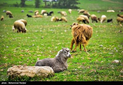 جنگلها را آتش می زنند تا برای چریدن گوسفند،مرتع درست کنند