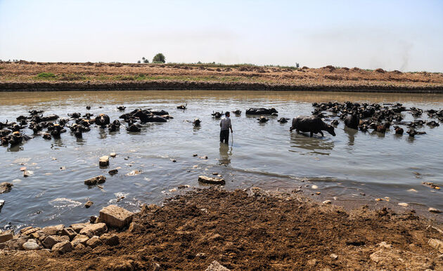 کرخه