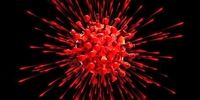 عامل واکنش شدید به ویروس کرونا شناسایی شد

