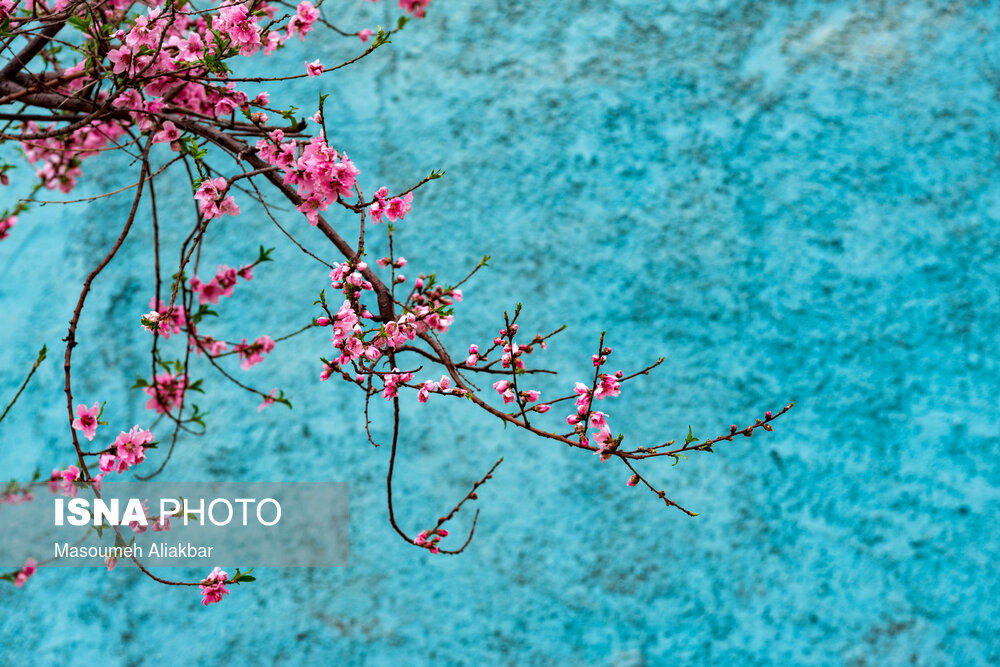 تصاویر| شکوفه‌های بهاری، امید، شوق به زندگی