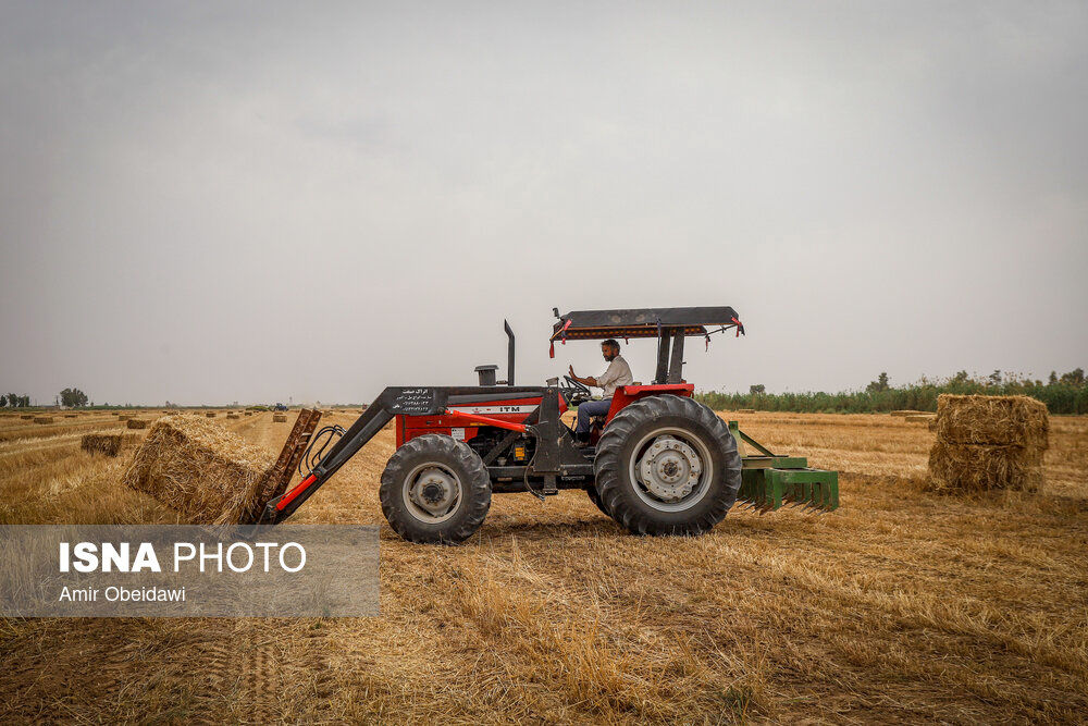 برداشت گندم در حمیدیه-خوزستان |تصاویر