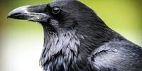 پیگیری مرگ دسته جمعی و عجیب کلاغ ها در شهر قم