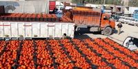 افزایش شدید قیمت گوجه فرنگی