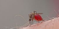 این عوامل پشه ها را نسبت به انسان حریص می کند