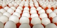 قیمت جدید تخم‌مرغ اعلام شد + جزئیات