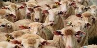 واردات دام زنده از جمهوری کالمیکیا