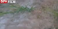 ویدئو/ حمله ملخ‌های صحرایی به مزارع جنوب کرمان
