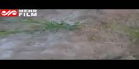 ویدئو/ حمله ملخ‌های صحرایی به مزارع جنوب کرمان