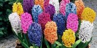نرخ گل‌ اعلام شد/ یک توصیه مهم به مشتریان
