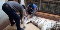 قتل ببر ماده به دست ببر نر