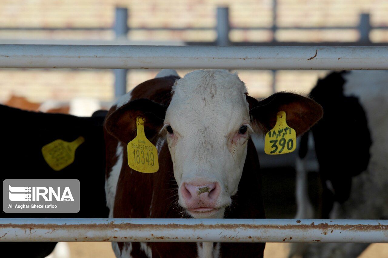 اقدام دولت رئیسی برای کاهش هزینه تولید گوشت قرمز و شیرخام چیست؟