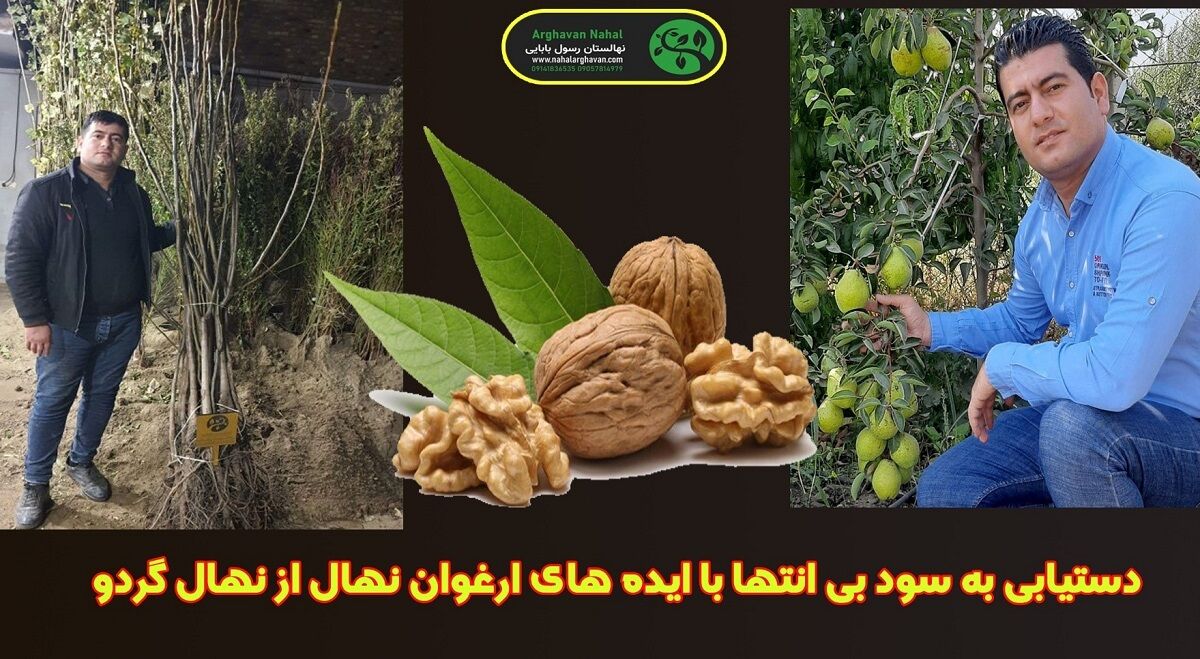 دستیابی به سود بی انتها با ایده های ارغوان نهال از نهال گردو