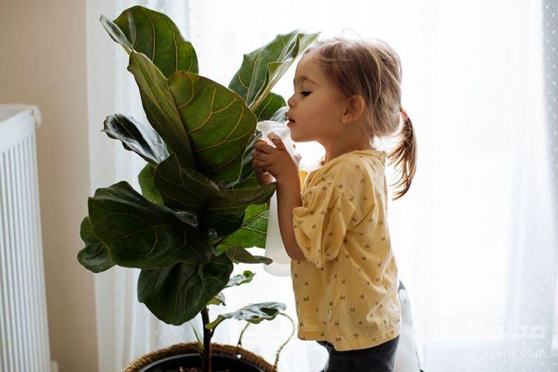 هشدار؛اگر فرزند دارید این گیاهان آپارتمانی را نگهداری نکنیدخطرناک هستند