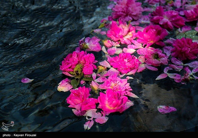 جشنواره گلاب‌گیری در روستای امروله |تصاویر