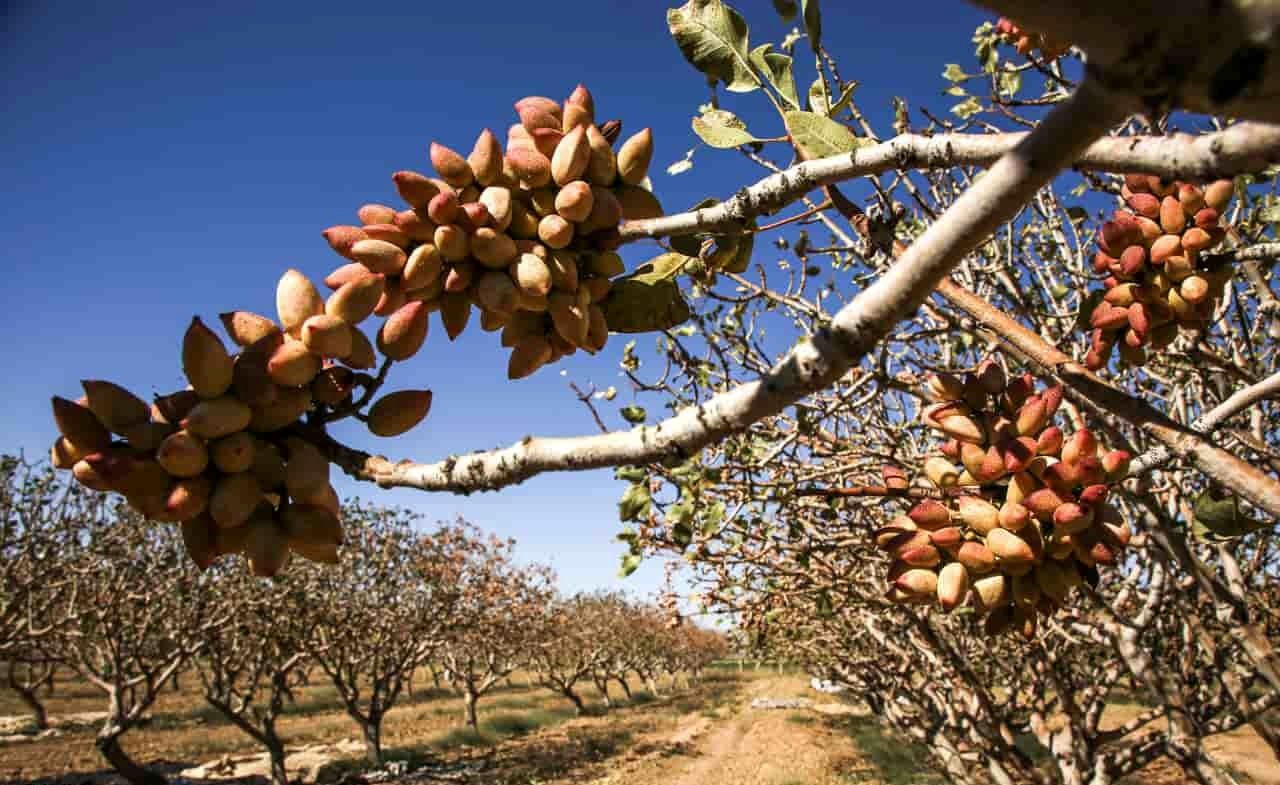 سارقان به مرخصی نمی‌روند؛‌ پسته‌های این شهر در امان ماند