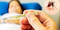 زنگ خطر به صدا درآمد؛ شیوع تب دنگی در این منطقه جدی شد