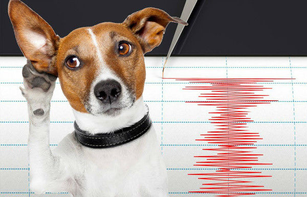 آیا حیوانات خانگی می توانند زلزله را پیش بینی کنند؟
