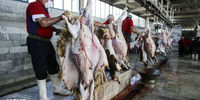 رشد ۱۸ درصدی عرضه گوشت گوسفند در آذرماه