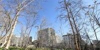 پشت پرده فساد مالی بزرگ در تخریب باغهای تهران چه کسانی قرار دارند؟/ روزنامه نگاران جرات و اجازه ورود ندارند