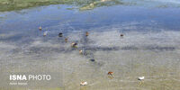 همکاری ایران و ژاپن برا حفاظت از تالابهای ایران