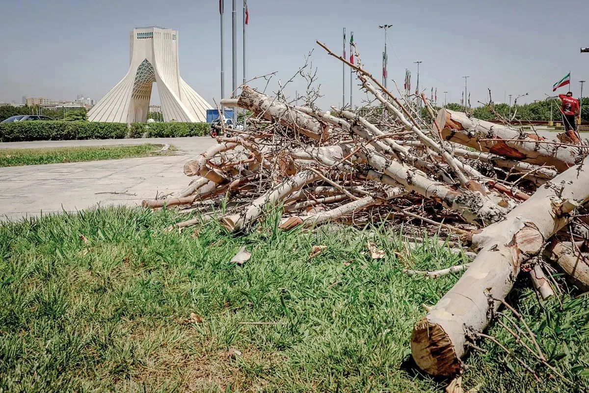  شهرداری توجهی به درخت‌های سبز میدان آزادی نمی‌کند که دارد خشک می‌شود؟ 