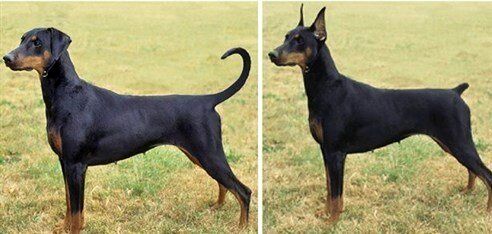 عمل زیبایی روی حیوانات خانگی در ایران / از دماغ عملی تا دستکاری تارهای صوتی + تصاویر 3