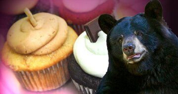 حمله خرس غول پیکر به یک شیرینی‌فروشی+ تصاویر
