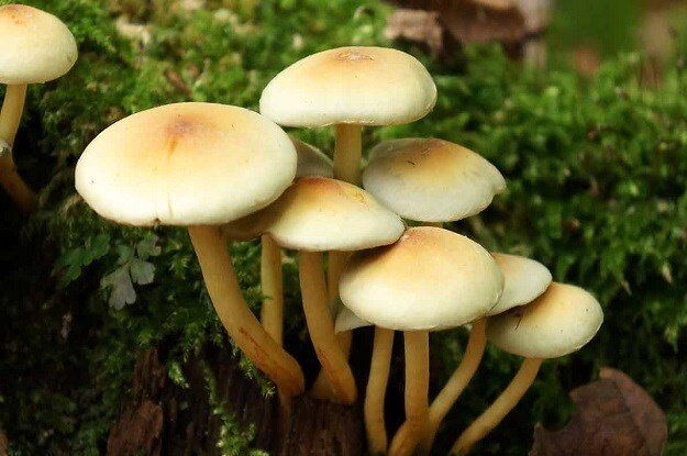 هشدار جدی؛ این قارچ ها دارای سم کشنده هستند!