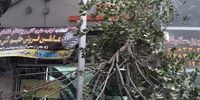 خسارات اولیه طوفان تهران + عکس