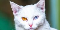 تصاویر| موزه ای برای گربه های ایرانی