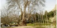 این درخت خاص ایرانی 602 ساله شد!