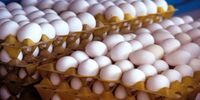 تخم‌مرغ گران‌تر می‌شود؟ / قیمت پیشنهادی اتحادیه برای شهریور اعلام شد