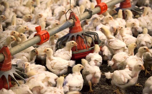 شناسایی عامل افزایش قیمت مرغ توسط نایب‌رئیس کمیسیون کشاورزی مجلس