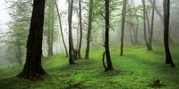 کشف یک جنگل باستانی ۲۳ میلیون ساله+ فیلم