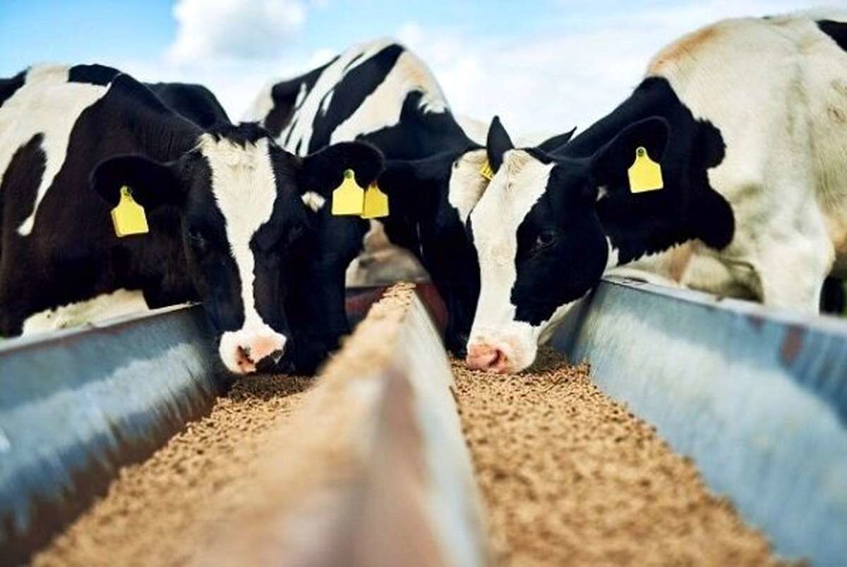 خبر مهم وزارت کشاورزی درباره کاهش قیمت گوشت/ پیش‌بینی قیمت گوشت تا پایان سال
