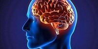 واکنش مغز  مادر  هنگام بوسیدن فرزند +عکس
