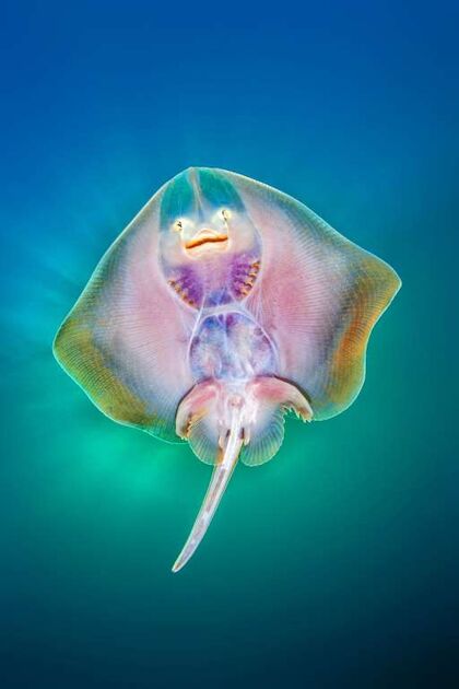 WildLife 2