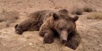 مرگ خرس قهوه‌ای در جاده شاهرود 