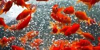 نکات مهمی که قبل از خرید ماهی قرمز شب عید باید بدانید