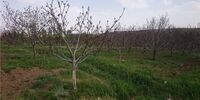 ضرر 9 هزار میلیاردی کشاورزی از سرمای بهار