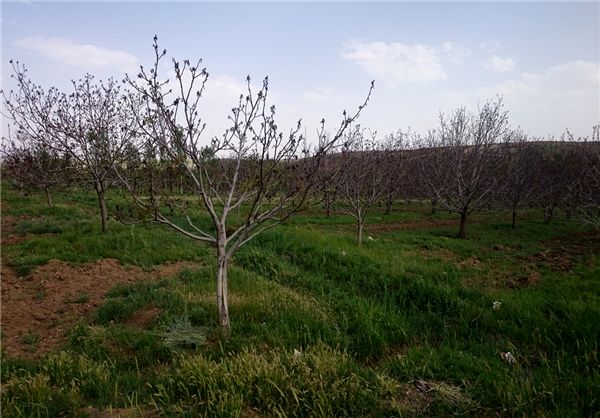 ضرر 9 هزار میلیاردی کشاورزی از سرمای بهار