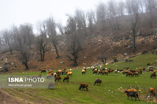 62083161_ghajar-isna-27