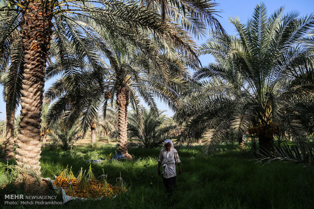 برداشت خرما