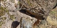 مشاهدۀ یک گونه ارزشمند پلنگ در لرستان