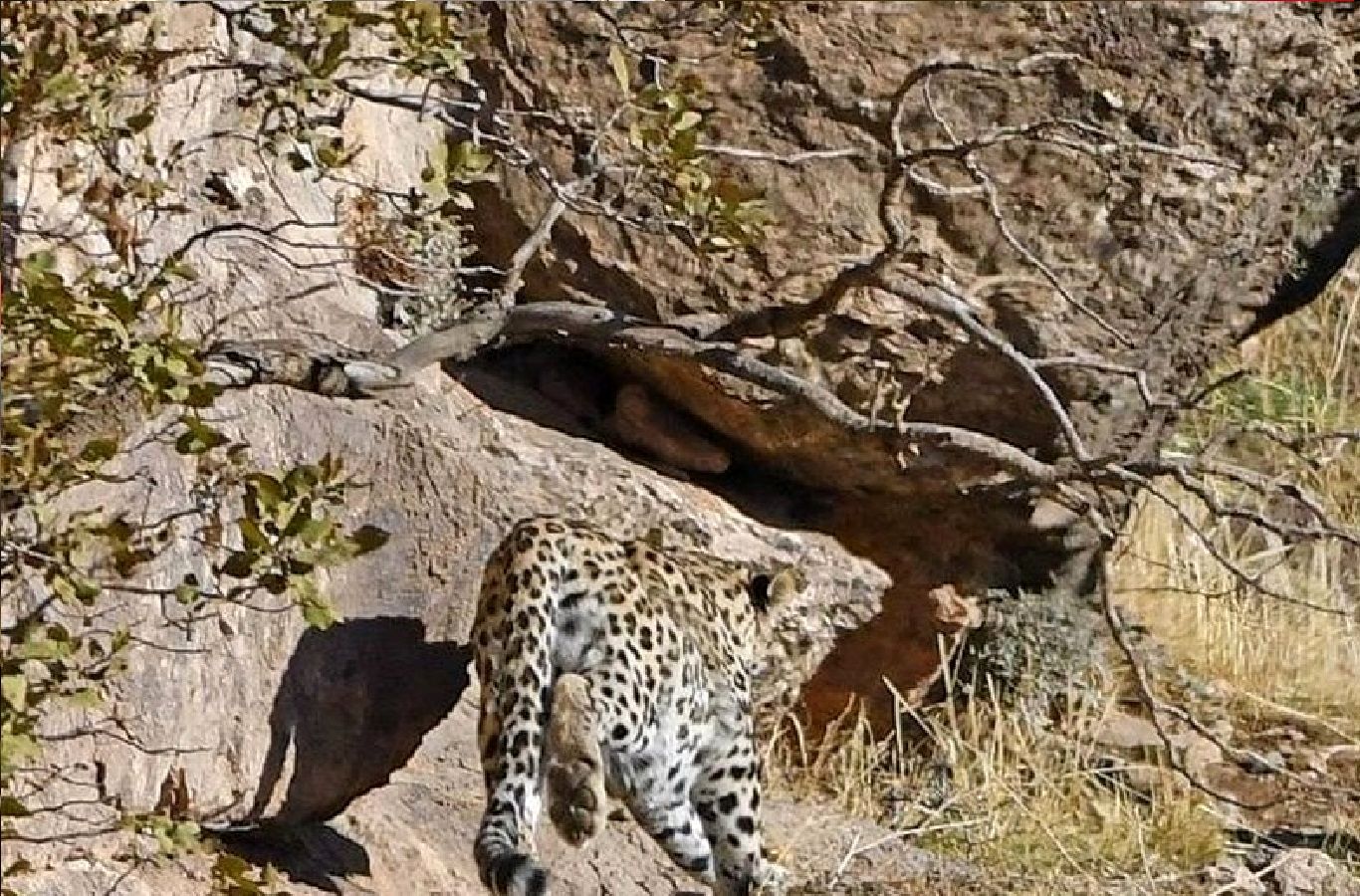 مشاهدۀ یک گونه ارزشمند پلنگ در لرستان