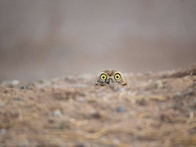 WildLife 2