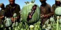  پرمصرف‌ترین ماده مخدر در ایران اعلام شد/ چه بر سر تریاک آمد؟