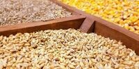 چقدر جو تولید شد؟/ 2 میلیون تن کسری وجود دارد