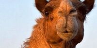 ترفند عجیب سعودی ها برای جذاب کردن شترها/ تزریق ژل به لب شتر ممنوع شد