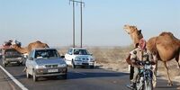 بلایی که یک شتر بر سر خودروی ملی آورد +عکس
